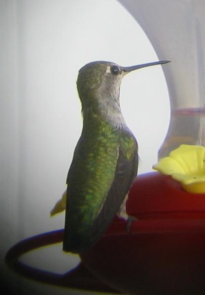 
Hummer at feeder
