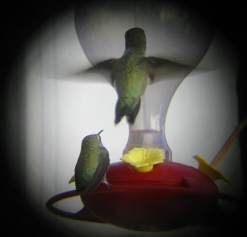 
Two Hummers In A Spat
